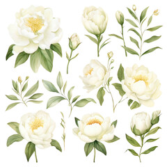 Watercolor white Peony Clipart Collection on a transparent background 
