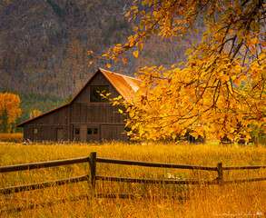 Autumn foliage colors by barn in eastern Washington, USA.