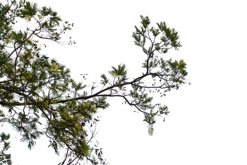 Tree branches and leaves isolated on transparent background