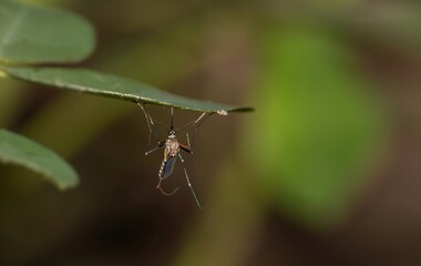 Macro of Culex Quinquefasciatus or Southern House Mosquito on a Leaf with Selective Focus in Horizontal Orientation