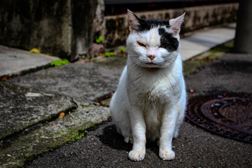 white cat on the street
