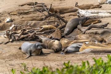 Colony of elephant seals resting on the beach, Año Nuevo State Park, California