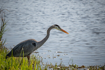 Aquatic birds by a lake