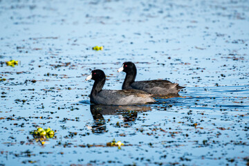 Aquatic birds by a lake