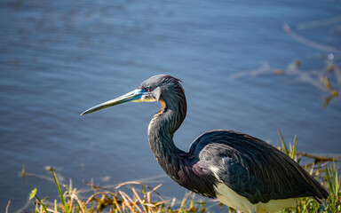 Grey Heron at the lake