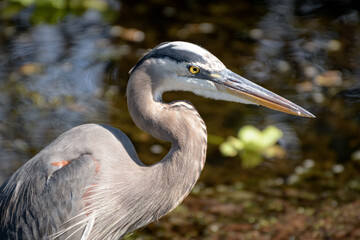 great blue heron