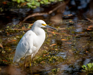 White/Snowy Egret/Heron