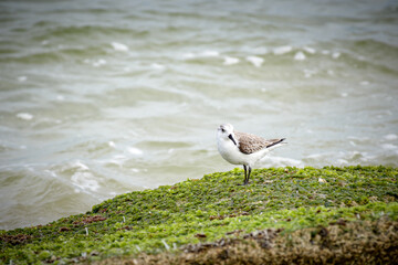 Seagulls playing in the surf at the beach