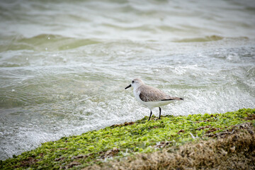 Seagulls playing in the surf at the beach