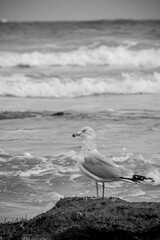 Seagulls playing in the surf at the beach
