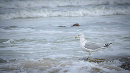 Seagulls playing in the surf at the beach