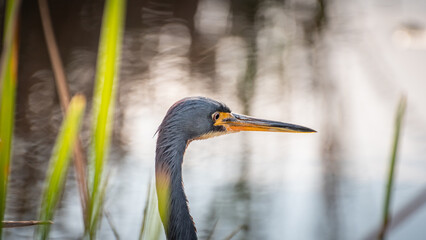 Grey Heron