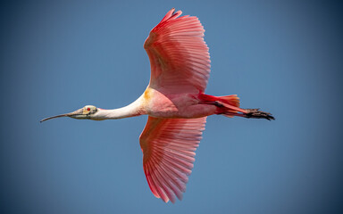Rosette Spoonbill in flight