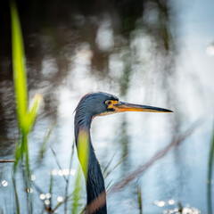 Grey Heron