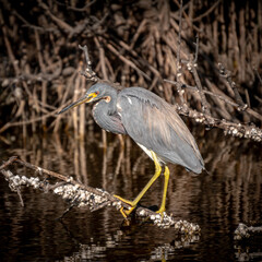 Grey Heron