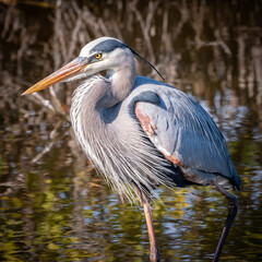great blue heron