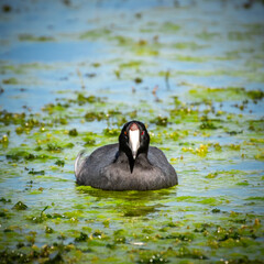 great crested grebe