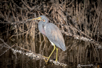Grey Heron