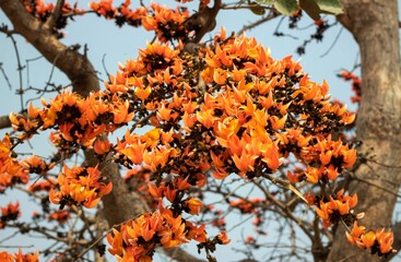 Butea Monosperma or  Bastard Teak or Palash Flowers Hanging from Its Tree Branch in Horizontal...