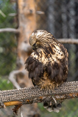 Portrait of Rough Legged Hawk, Grizzly  Wolf Discovery Centre, Yellowstone National Park.
