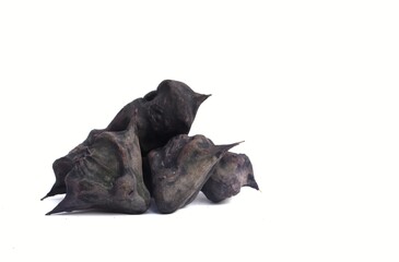 Closeup of Water Chestnut or Eleocharis Dulcis Isolated on White Background with Copy Space