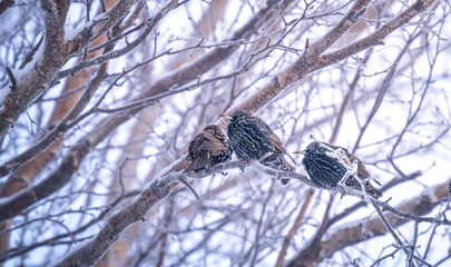 Three little birds