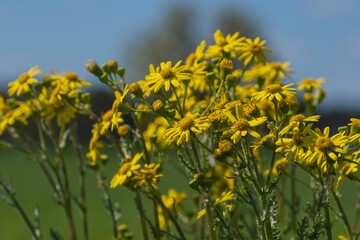 Eine gelb blühende Kamillenstaude