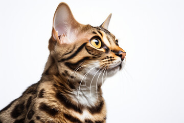 Obraz premium Bengal Cat close-up portrait on a white background.