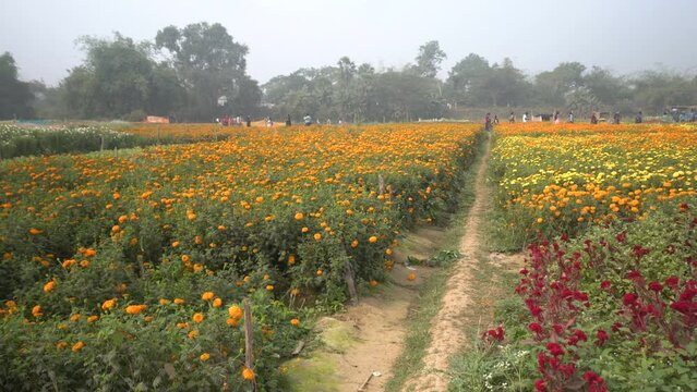 Vast field of yellow marigold flowers at valley of flowers, Khirai, West Bengal, India. Flowers are harvested here for sale. Tagetes, herbaceous plants, family Asteraceae, blooming yellow marigold.