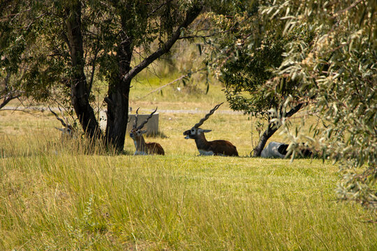 Antilope