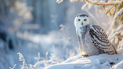 Printed roller blinds Snowy owl Snowy owl in its natural winter habitat: A mesmerizing animal photograph in a snowy landscape. 