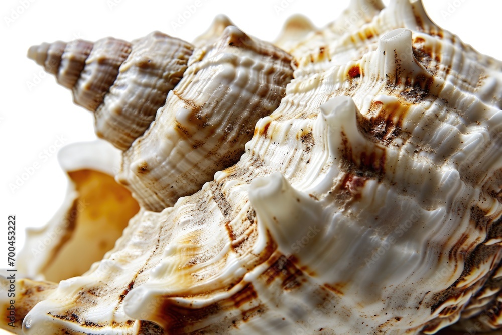 Poster a detailed close-up view of a sea shell placed on a clean white surface. ideal for nature-themed des