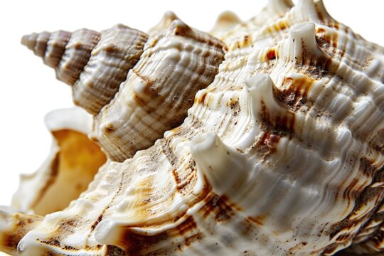 A detailed close-up view of a sea shell placed on a clean white surface. Ideal for nature-themed designs and beach-related projects