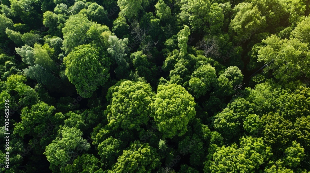 Poster A captivating aerial perspective showcasing a dense forest filled with numerous trees. This image can be used to depict the vastness and beauty of nature.