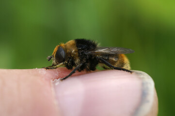 Closeup on a bumblebee mimic hoverfly, the Narcissus bulb fly, Merodon equestris sitting on a fingertip