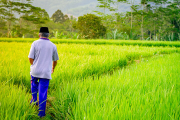 Serenity of rural life at sunset, person walking through fields. Ideal for nature projects