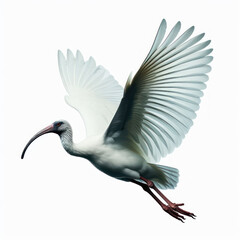 Australian White ibis, ibis blanco australiano, (Threskiornis molucca), isolated White background