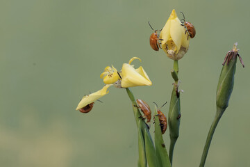 A number of cucurbit beetles are eating yellow walking iris flowers. This insect has the scientific...