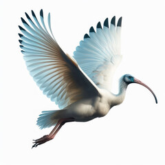 Australian White ibis, ibis blanco australiano, (Threskiornis molucca), isolated White background
