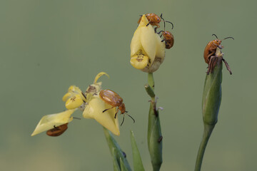 A number of cucurbit beetles are eating yellow walking iris flowers. This insect has the scientific...