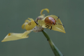 A cucurbit beetle is eating a yellow walking iris flower. This insect has the scientific name...