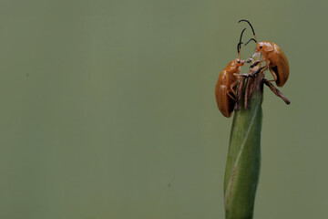 A number of cucurbit beetles are eating yellow walking iris flowers. This insect has the scientific...