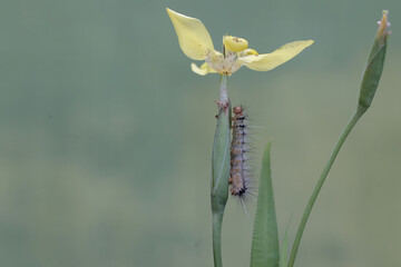 A catterpillar is eating a yellow walking iris flower. This insect likes to eat fruit, flowers and...