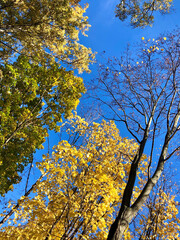 autumn leaves in the sky