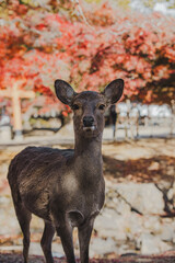 Fototapeta premium Deer in Nara Park