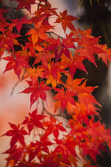Autumn leaves in Japan
