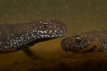 Underwater closeup on a Danube crested newt, Triturus dobrogicus