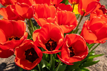 Red tulip flowers in close up