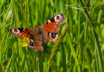 Ein Tagpfauenauge im hohen Gras