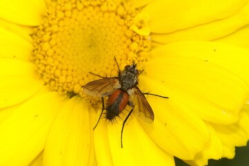 Closeup on a black and red hairy, tachinid fly, Eriothrix rufomaculatus, sitting on a yellow flower